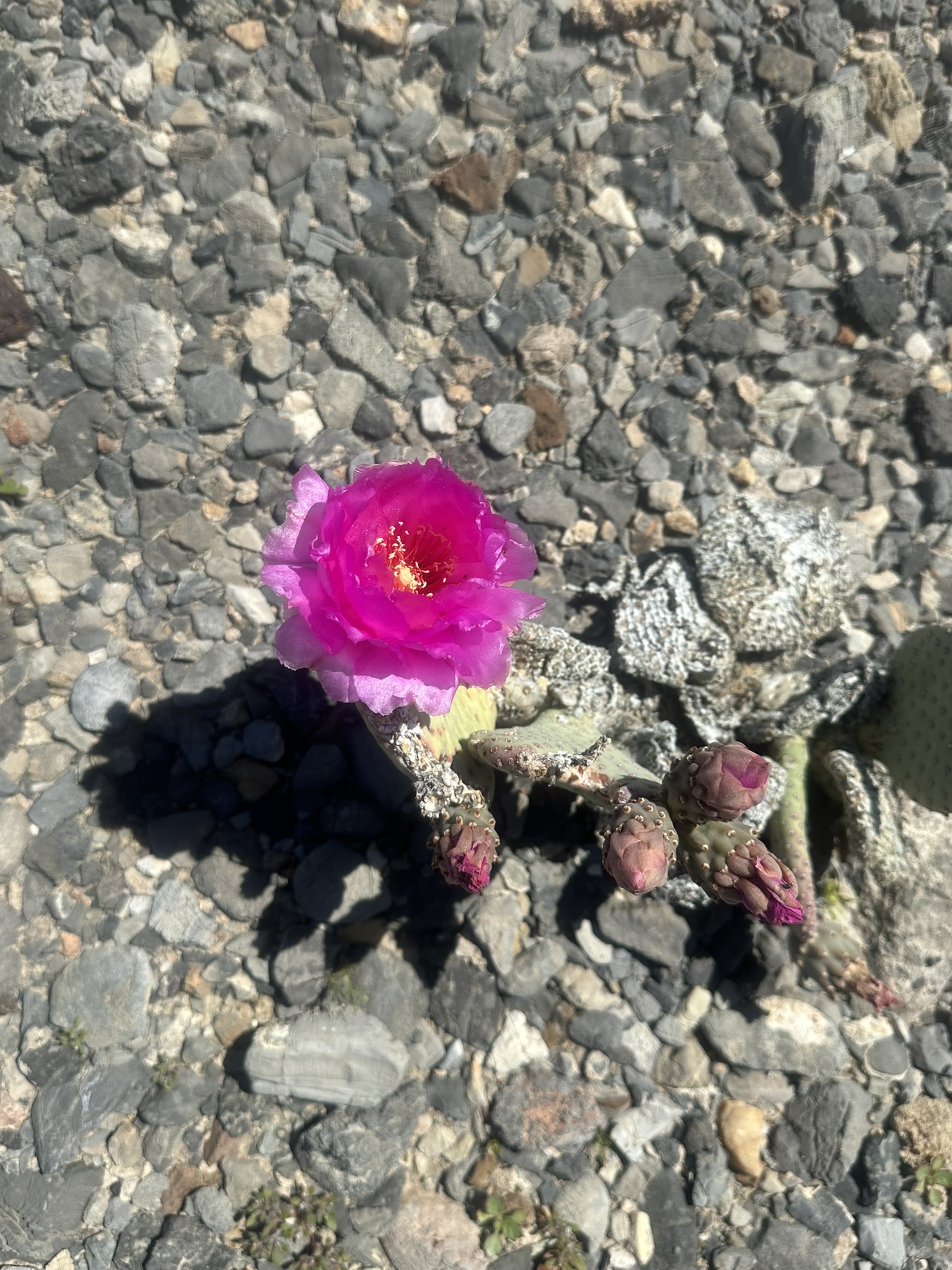 United States-National Parks-Other - Image 1032